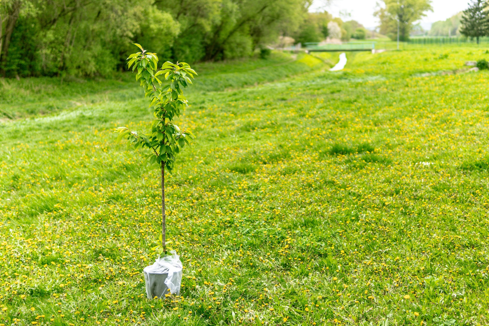 How Planting Trees Can Benefit Your Business