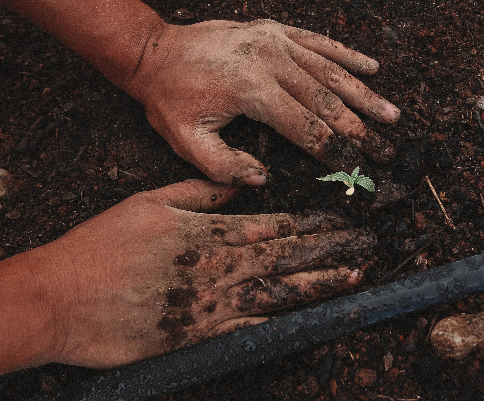How Tree Planting Boosts Environmental Sustainability